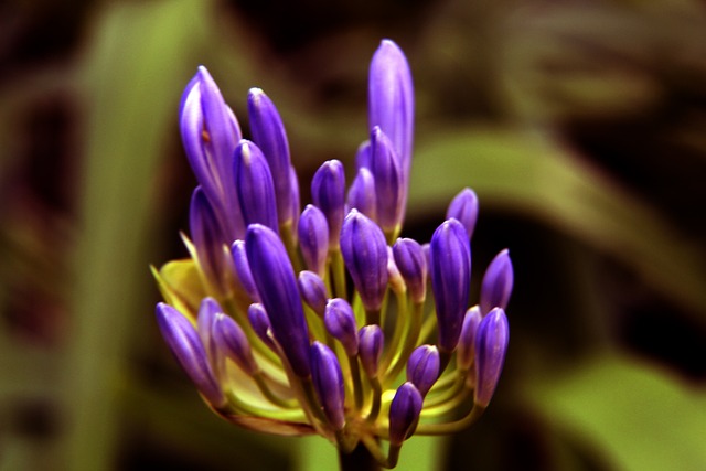 世界杯小組賽塞內加爾0-2荷蘭 門迪兩失誤將勝利送荷蘭.